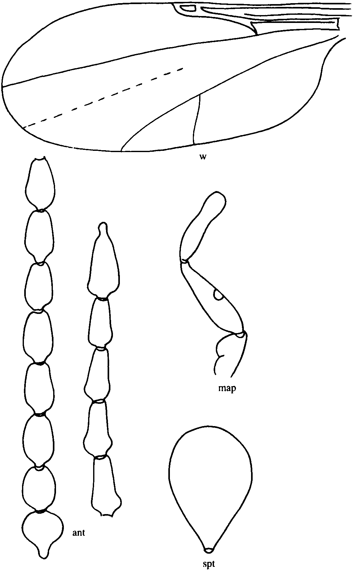 翅根简笔画图片